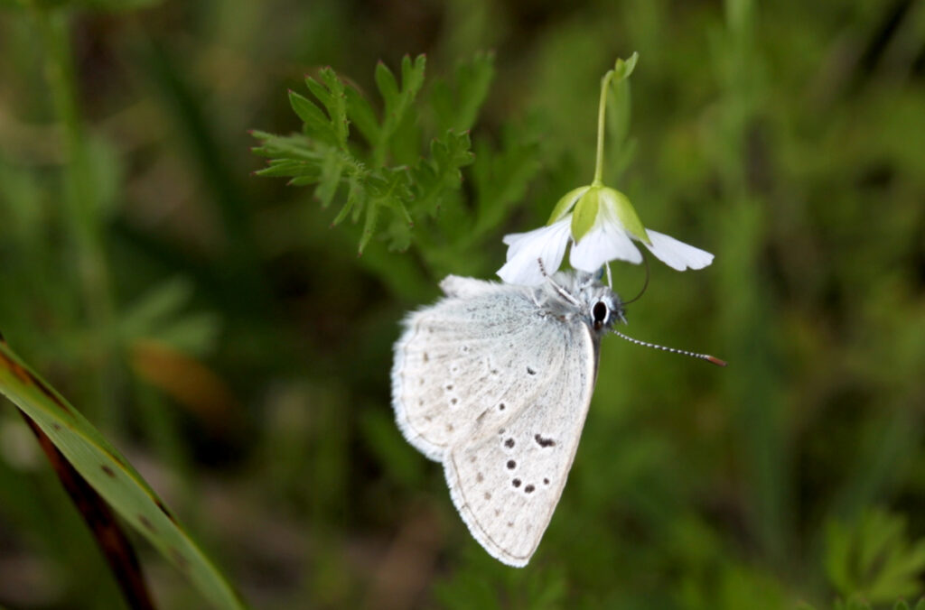 A butterfly hanging upside down from a white flower.