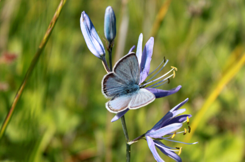 A butterfly resting on a purple flower.