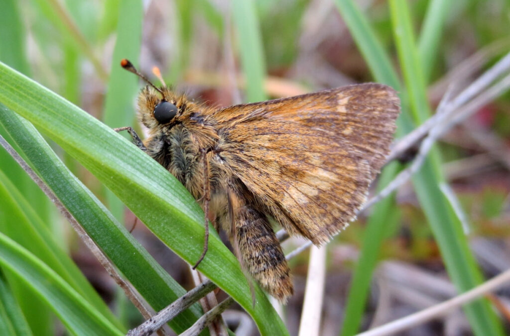 A butterfly resting on a green plant.