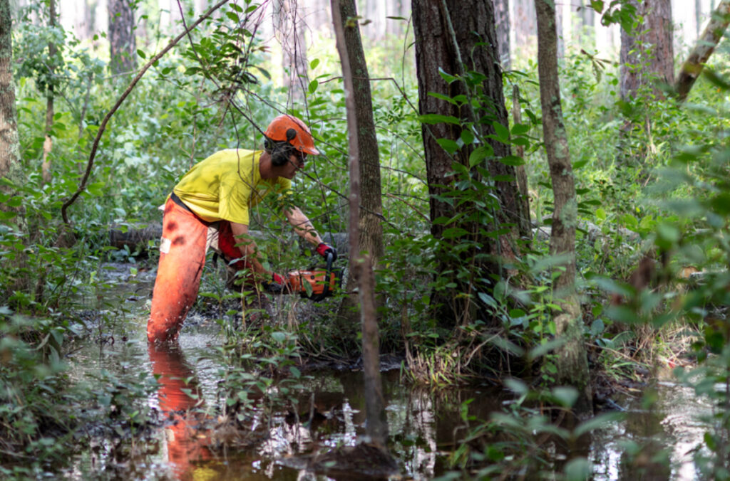 A man cutting a tree with a chainsaw in a wetland forest.
