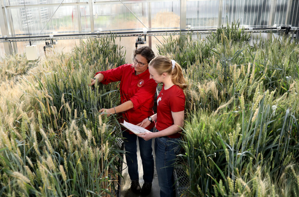 Two researchers examining samples of wheat in a greenhouse.
