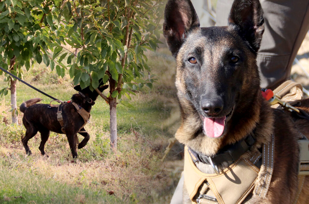A composite featuring a dog inspecting a fruit tree and a closeup of another dog.