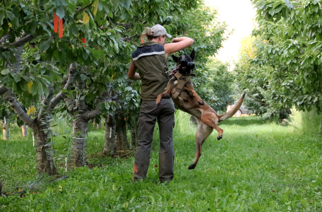 A dog jumping in the air to receive a toy from its trainer in the middle of an orchard.