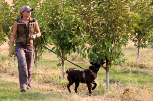 A trainer walks by a row of fruit trees as a dog inspects one up close.