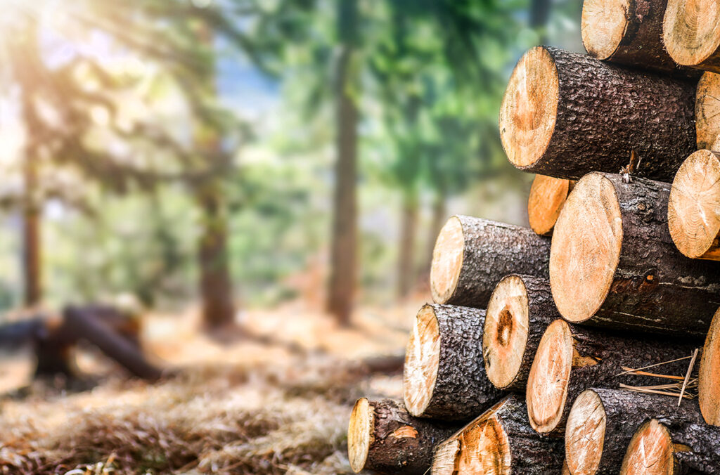 Closeup of a stock of logs in a forest.
