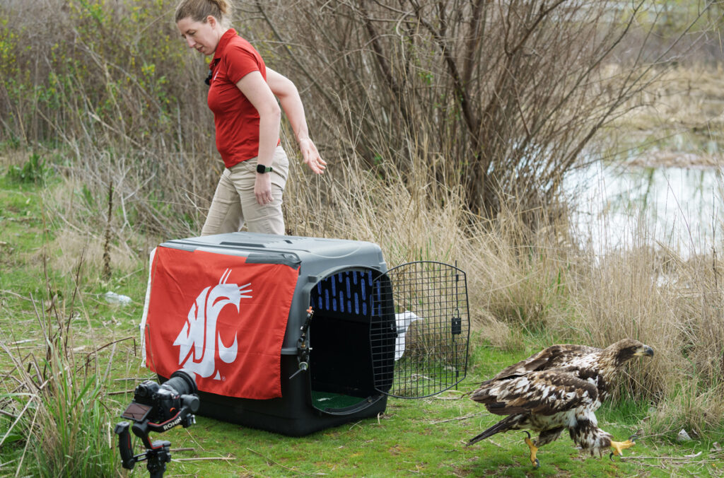 A bald eagle steps away from an open enclosure as a wildlife veterinarian releases it to the wild.