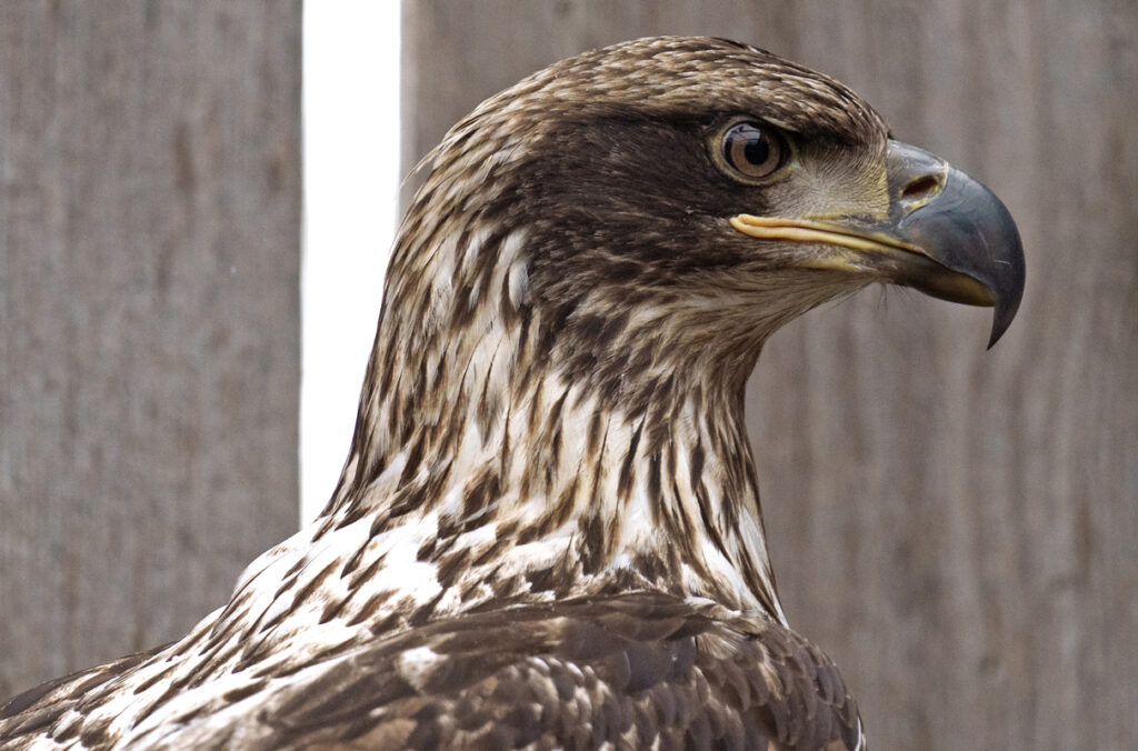 Closeup of a juvenile bald eagle that received treatment before being released into the wild.