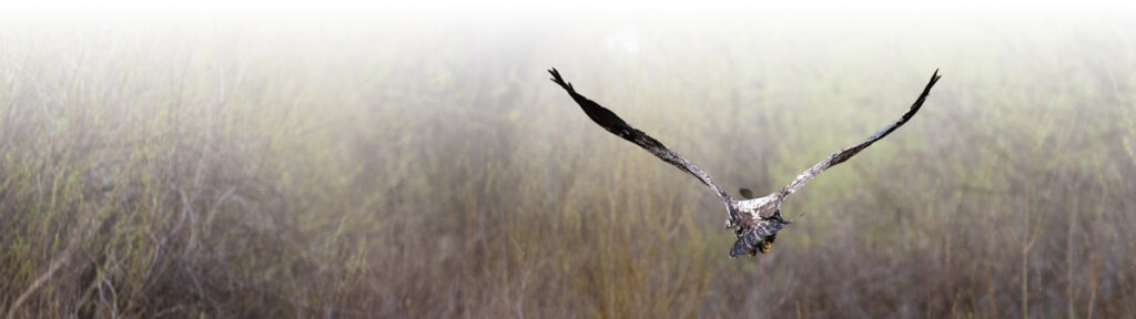 A bald eagle takes flight after being released into the wild.