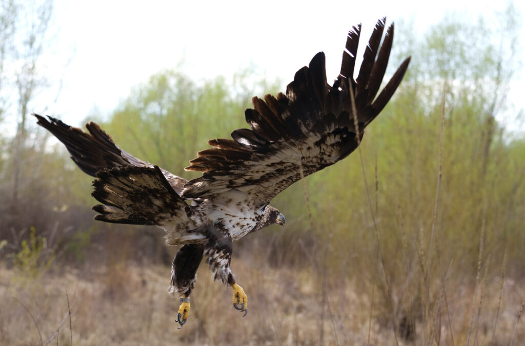 A bald eagle takes flight after being released into the wild.