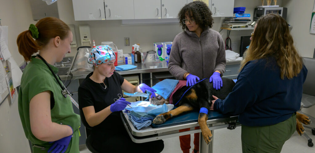 Veterinary staff tending to a Rottweiler during surgery to remove part of its nose due to skin cancer.