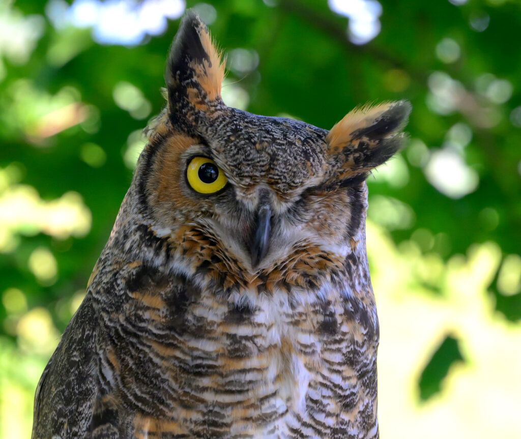 Closeup of Eugene the owl in front of a tree.