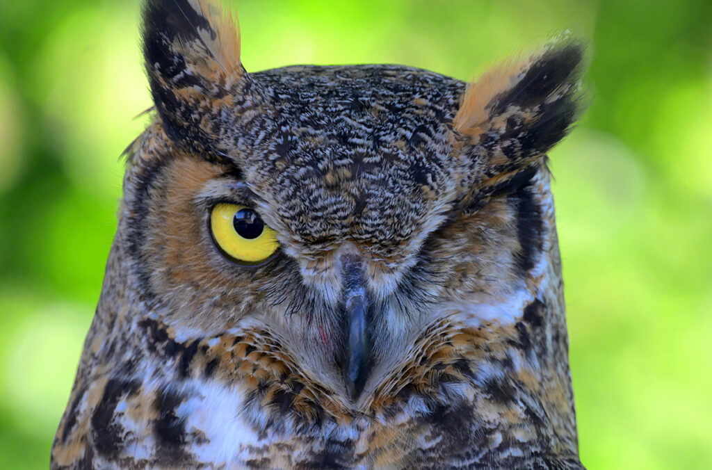 Closeup of Eugene the owl.