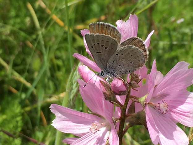 Closeup of a female Fender’s blue butterfly resting atop a pink flower.
