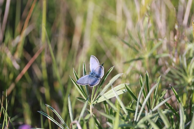 Closeup of a male Fender’s blue butterfly on a piece of vegetation.
