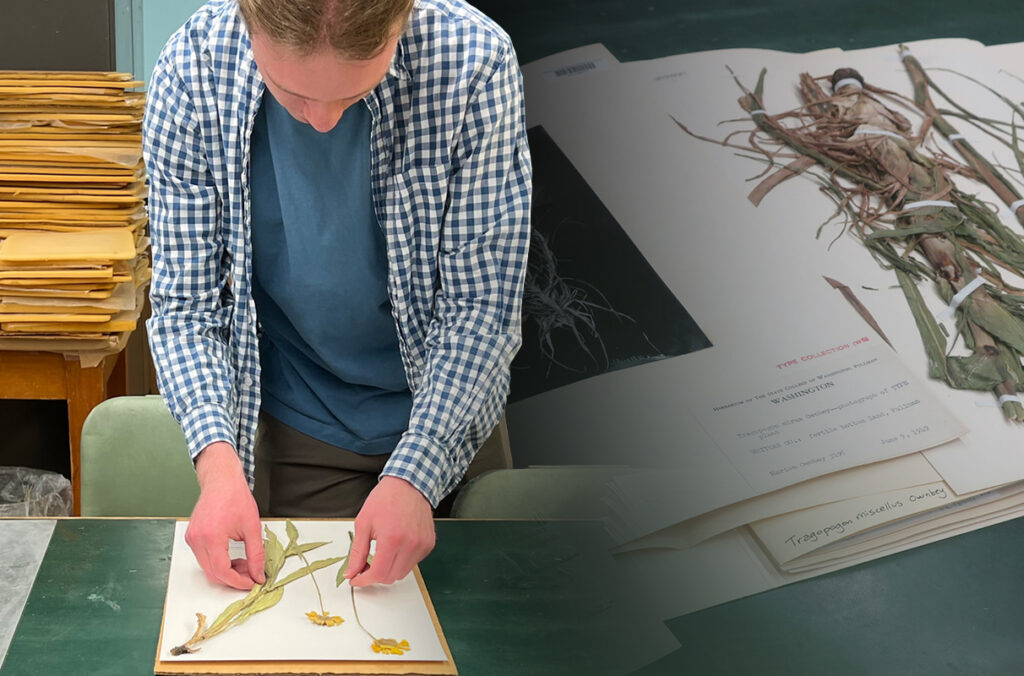 A composite featuring a student researcher preparing a pressed plant, and a folio containing archives of Tragopogon mirus Ownbey.