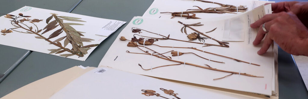 A closeup of hands going through various plant specimens from the Ownbey Herbarium's archives.