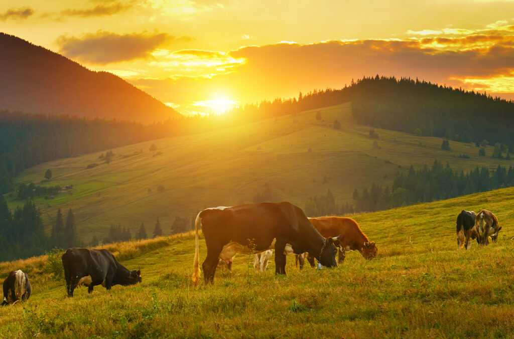 Cattle graze in a pasture under a setting sun.