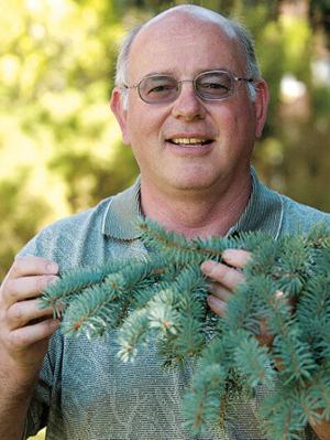 Gary Chastagner holding part of a branch to an evergreen tree.