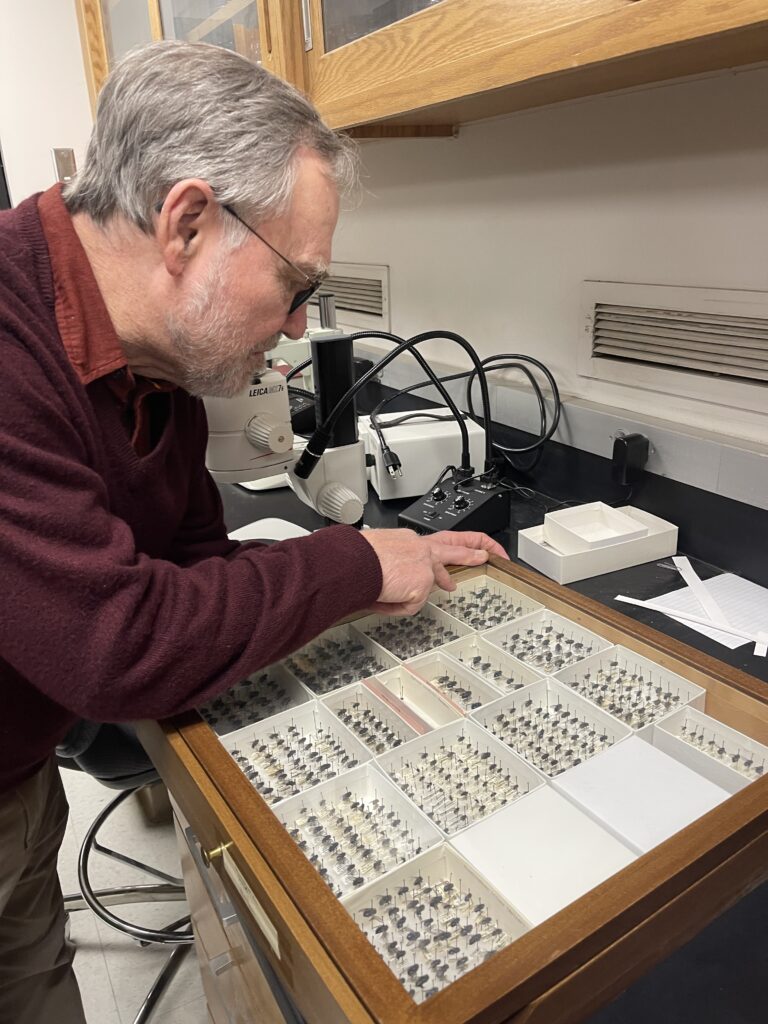 Terry Whitworth leaning over and examining a box of specimens in the James Museum.