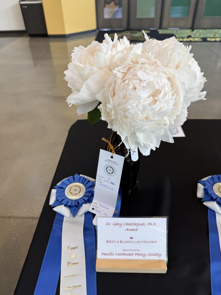 Three large peony blooms in a vase next to a blue ribbon and sign indicating it as the recipient of the Chastagner Award for Best Bloom Lactiflora.