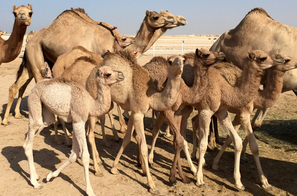 A herd of camels traveling across an outdoor enclosure.