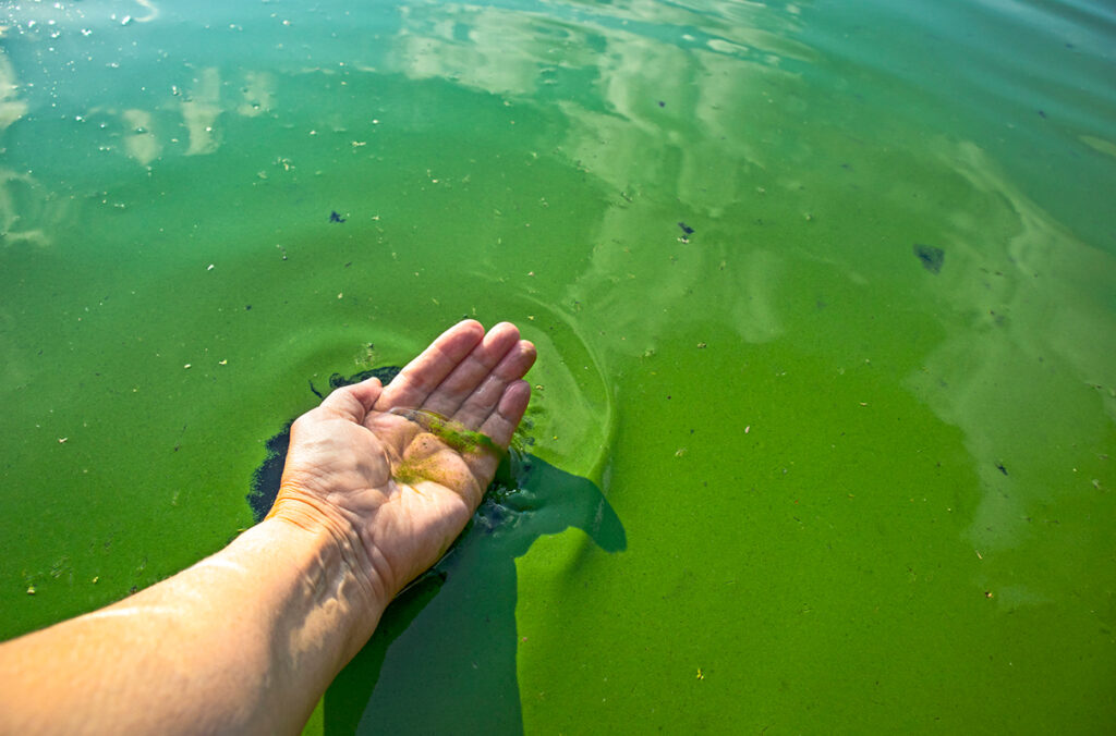 Closeup of water pollution caused by blooming cyanobacteria.
