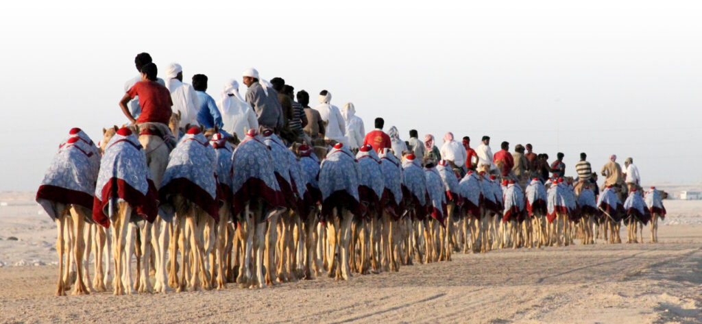 A long line of young racing camels carrying people.
