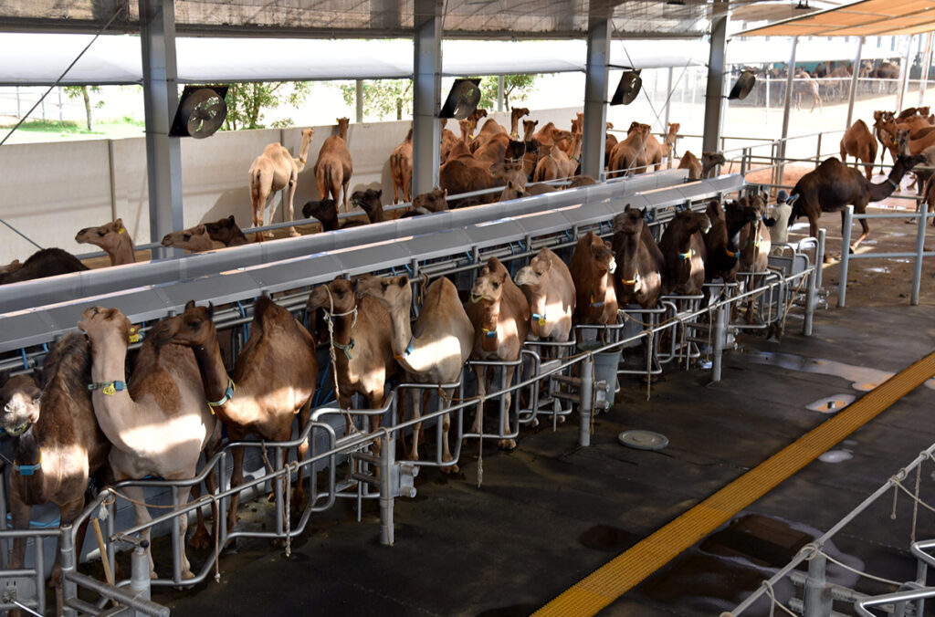 Dromedary camels standing next to one another in a milking parlor as others stand in holding pens.
