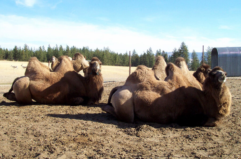 Three Bactrian camels resting on the ground as a fourth stands in the background.