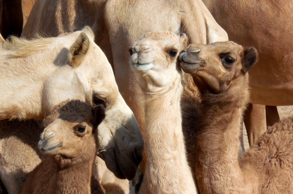 Closeup of the faces of an adult dromedary camel and three offspring within a herd.