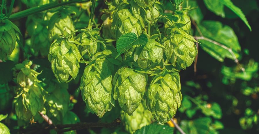 Closeup of hop cones.
