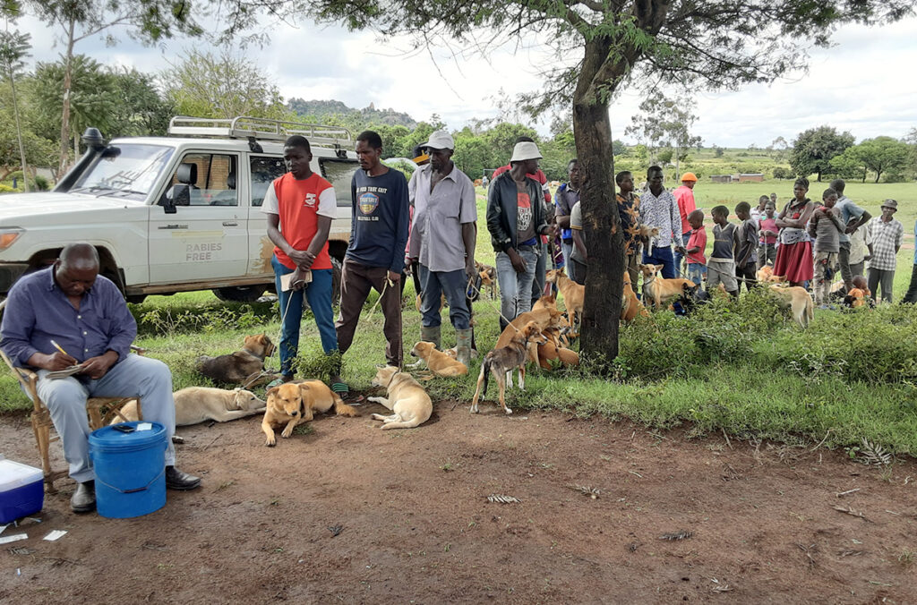 A member of WSU’s Rabies Free Africa program prepares rabies vaccinations as Tanzanian dogs and their owners wait in line next to a tree.