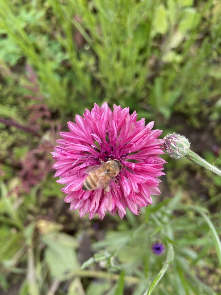 Closeup of a bee on a flower.
