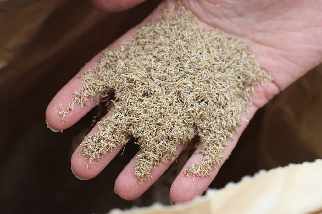 Seeds of tufted hairgrass being held by a human hand. 