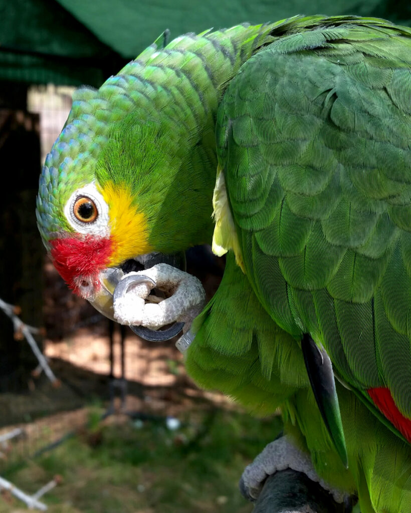 Closeup of a red-lored Amazon parrot named Oliver.