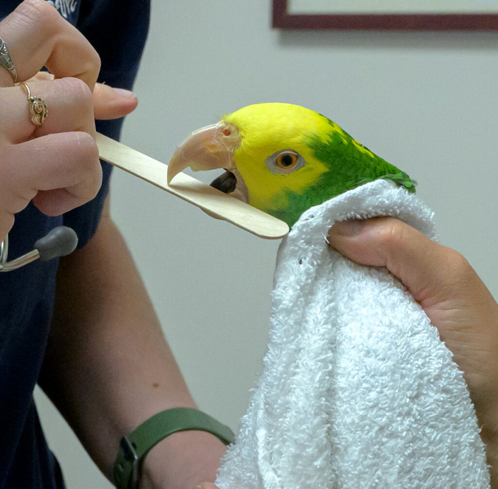 Closeup of Zinnia, a double yellow-headed Amazon parrot, with a tongue depressor in its beak.