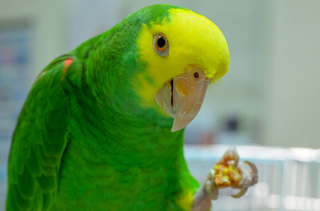 Closeup of Zinnia, a double yellow-headed Amazon parrot, eating a snack.