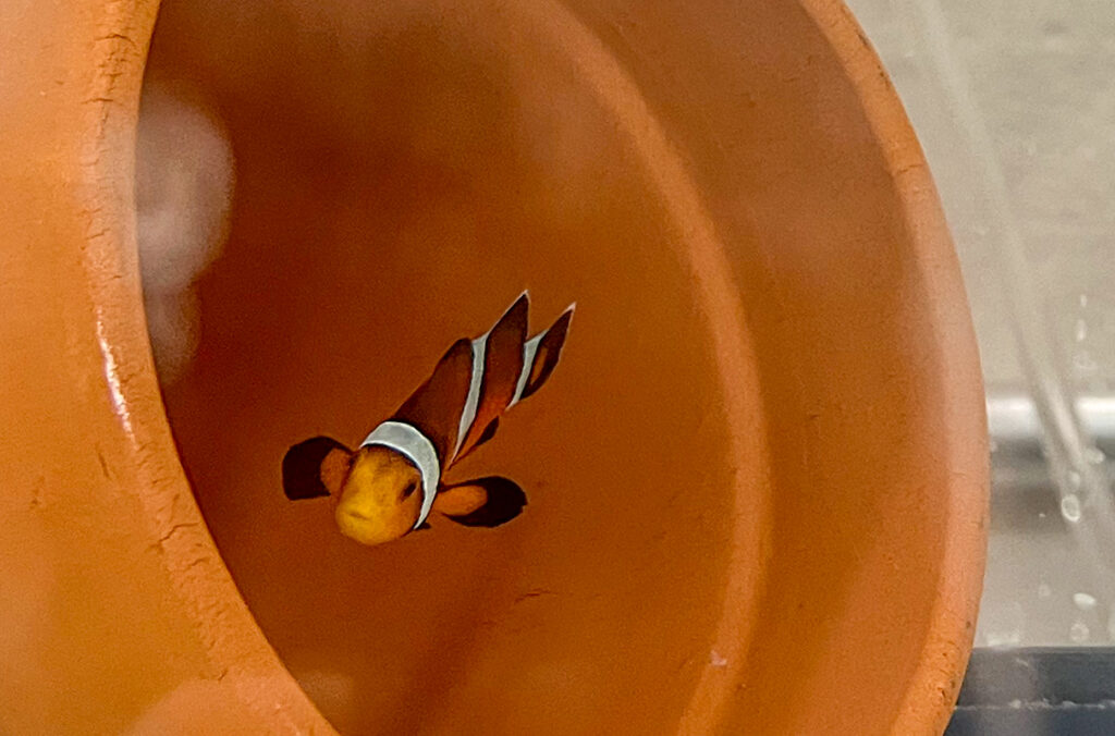 Closeup of a clownfish swimming in a tank.