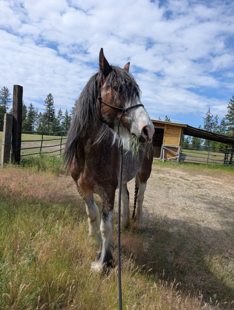 Closeup of the mare Calliope.