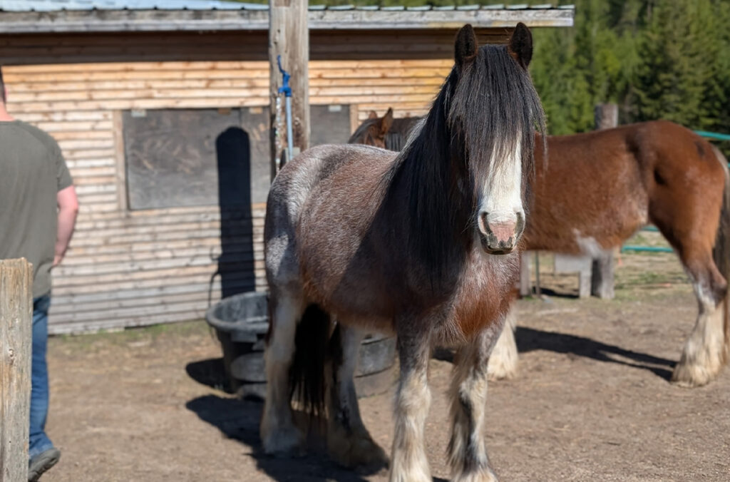 Closeup of a horse named Calliope.