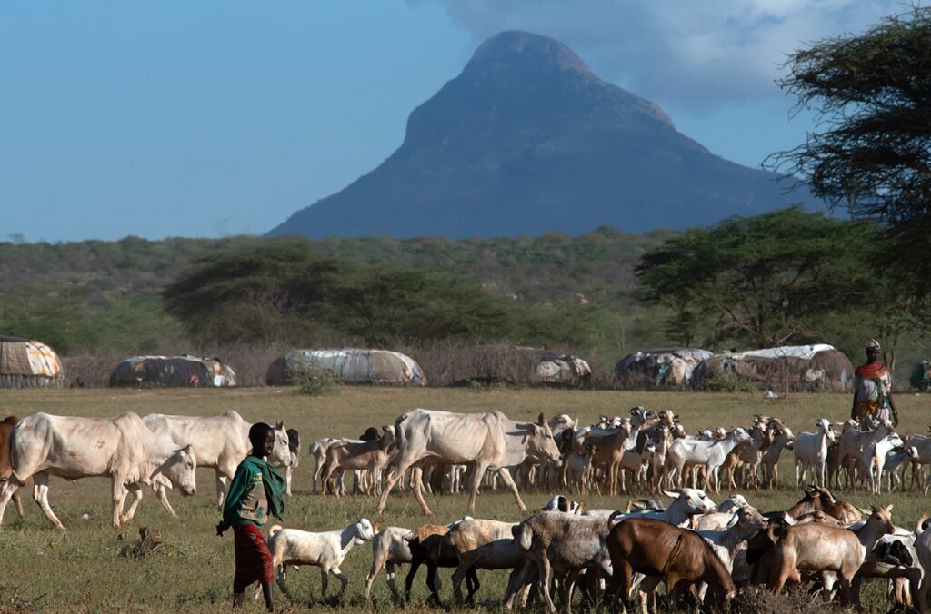 Two Africans watch over herds of livestock in a field.