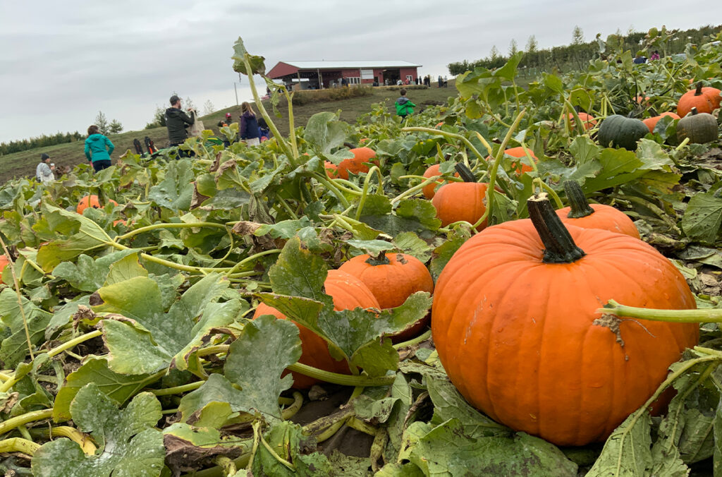 Families walking through a u-pick pumpkin patch at WSU Eggert Family Organic Farm.