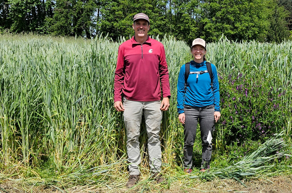 WSU's Doug Collins and Teal Potter standing in a field of triticale, a type of cover crop.