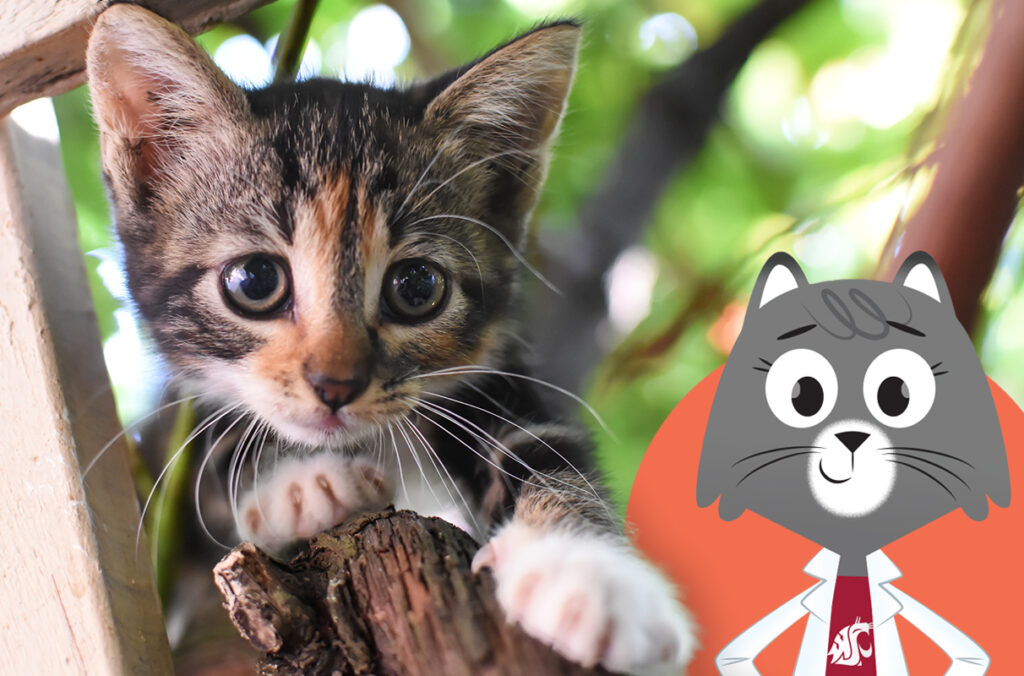 A composite featuring a closeup of a kitten in a tree and a cartoon illustration of Dr. Universe.