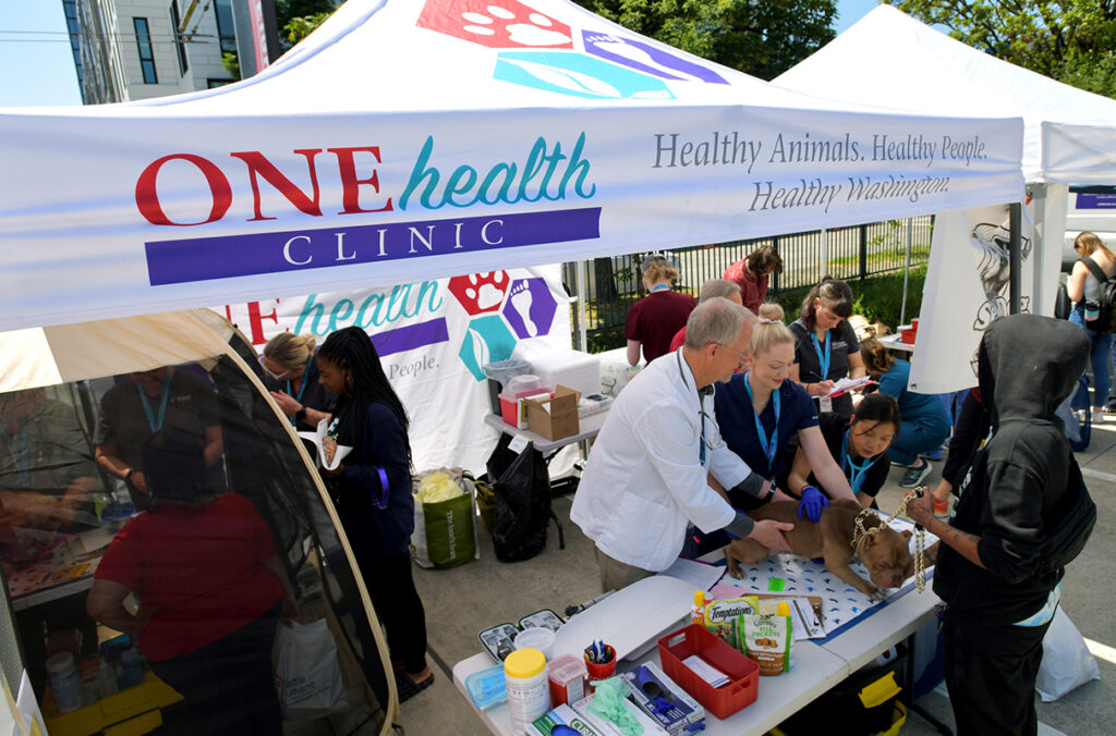 Three WSU College of Veterinary Medicine volunteers examine a dog under an outdoor tent at a pop-up clinic.