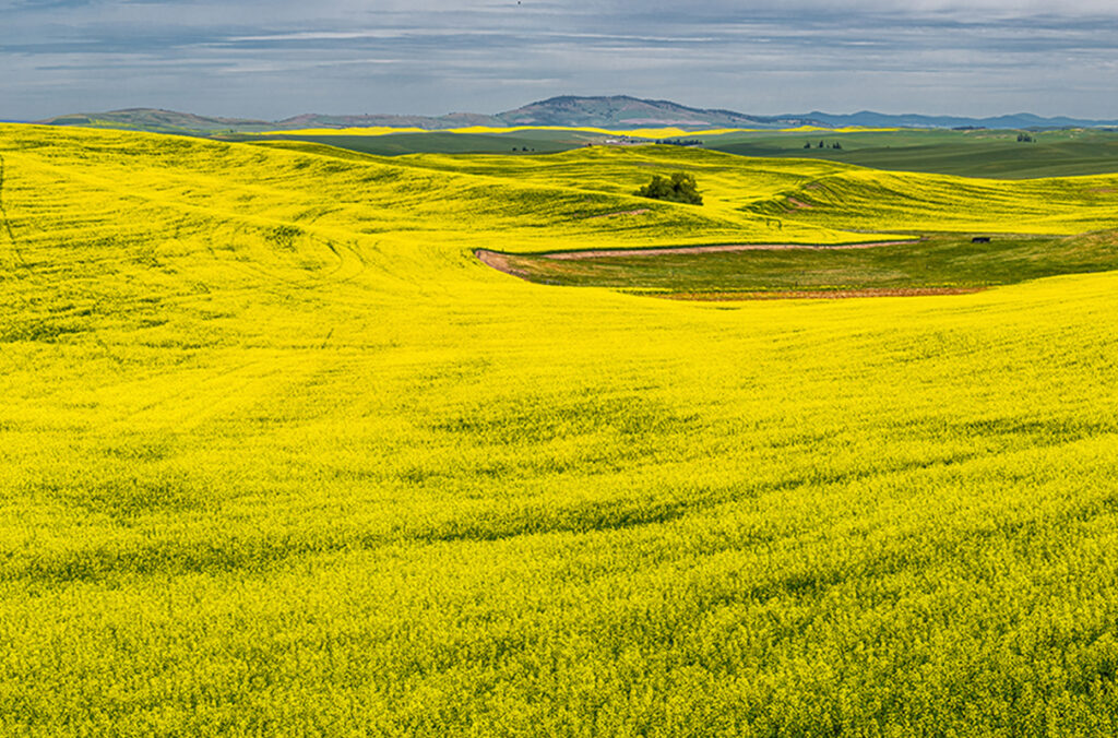 A canola field stretches into the distance.