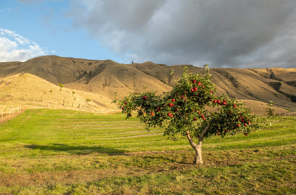 The original Cosmic Crisp® WA 38 “Mother Tree,” still growing at WSU's Columbia View Orchard in Wenatchee.