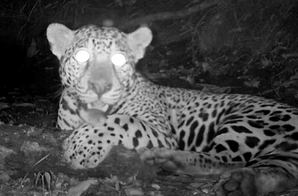A black and white image of a jaguar resting near a watering hole at night.