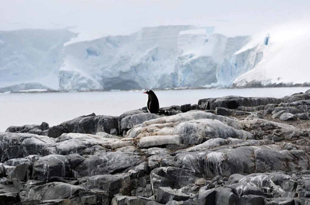 A lone penguin standing on a rocky coastline.
