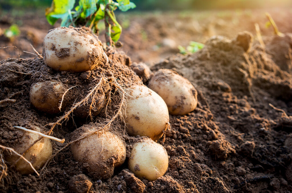 A pile of potatoes covered in soil lying in a field.